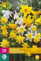 X 20 Narcissus Botanical mix - thumbnail