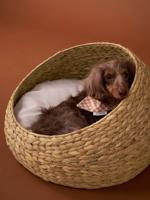 Ovale mand voor huisdier FAMILY beige
