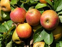 Patio appelboom - thumbnail