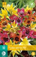 X 10 Tulipa Species mix - thumbnail
