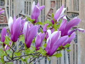 Magnolia op stam