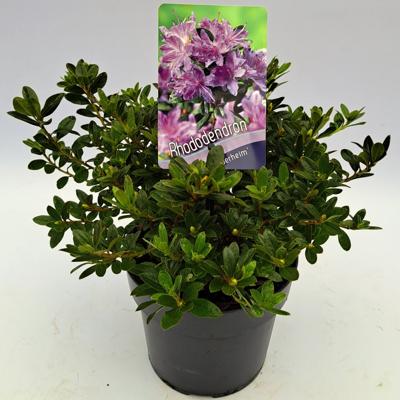 Dwergrhododendron