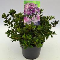 Dwergrhododendron
