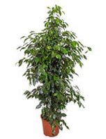 Ficus benjamina 'Danielle' - Toef
