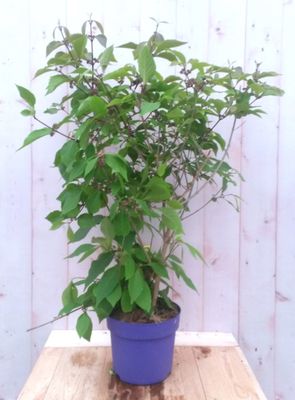 Callicarpa Schoonvrucht 80 cm - Warentuin natuurlijk