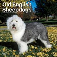 Bobtail / Old English Sheepdog Kalender 2026