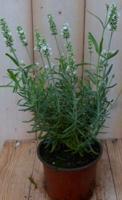 3 stuks! Lavendel wit Warentuin Natuurlijk - Warentuin natuurlijk