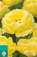 Tulipa Avant Garde - Jub