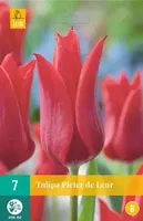 X 7 Tulipa Pieter de Leur - thumbnail