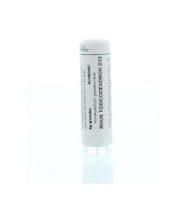 Rhus toxicodendron D12