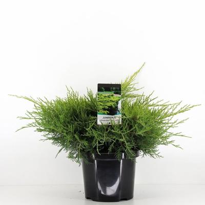 Juniperus pfitzeriana old gold 40 cm - Warentuin natuurlijk