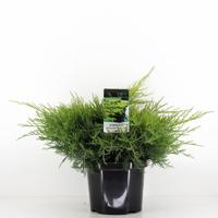 Juniperus pfitzeriana old gold 40 cm - Warentuin natuurlijk
