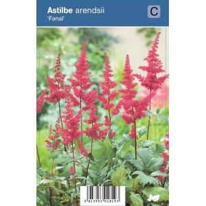 Pluimspirea (astilbe arendsii "Fanal") schaduwplant - 12 stuks
