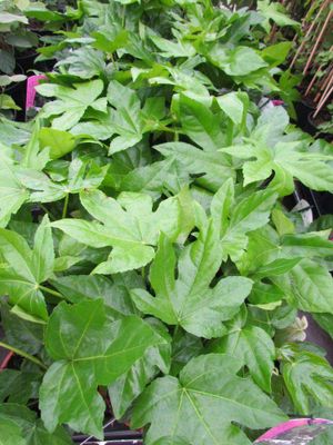 Fatsia japonica