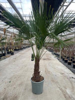 Trachycarpus Fortunei 25 liter pot - Oosterik home