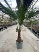 Trachycarpus Fortunei 25 liter pot - Oosterik home