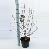 Magnolia struik Loeberni Merrill - 80 - 100 cm - 5 stuks - thumbnail