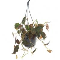 Philodendron Micans - P 15 cm