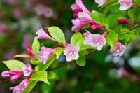 Weigela op stam