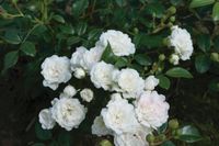Witte bodembedekkende roos