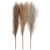 Creativ Company Pampasgras, l: 50 cm, licht beige, lichtbruin, lichtgrijs, 3 stuk/ 1 bol