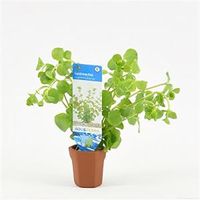 Lysimachia nummularia - 10 stuks - aquarium plant