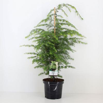 Tsuga canadensis 40-50 cm - Warentuin natuurlijk