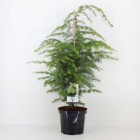Tsuga canadensis 40-50 cm - Warentuin natuurlijk
