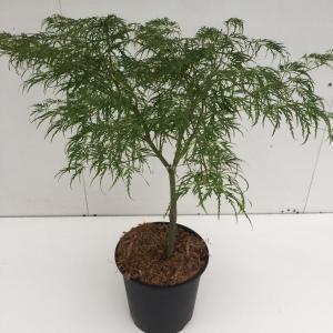 Japanse esdoorn (Acer palmatum "Dissectum") heester - 50-60 cm - 1 stuks