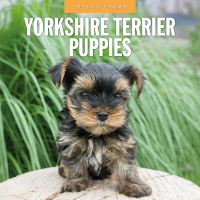 Yorkshire Terrier Puppies Kalender 2026