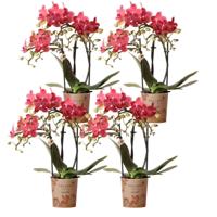 Kolibri Orchids | COMBI DEAL van 4 oranje Phalaenopsis orchideeën - Congo - potmaat Ø9cm | bloeiende kamerplant - vers van de kweker - thumbnail