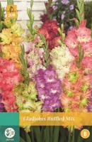 Gladiolus Ruffled Mix gemengd 7 bloembollen Gladiool JUB - Jub