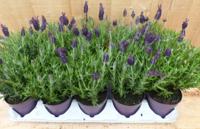 Kuiflavendel 10 potjes in tray kleur paars Warentuin Natuurlijk - Warentuin natuurlijk