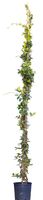 2 stuks! Toscaanse Jasmijn 200 cm Trachelospermum jasminoides 225 cm - Warentuin Natuurlijk