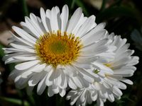 Alpenaster