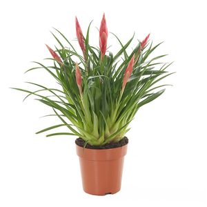 Vriesea Astrid (Multiflower Bromelia) P 12 cm