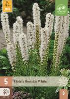 Liatris floristan white