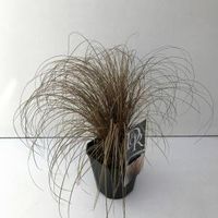 Zegge (Carex comans "Bronze Form") siergras - thumbnail