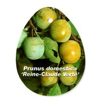 Prunus Domestica Reine Claude Verte - Oosterik Home