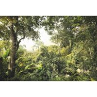 Fotobehang - Dschungel 368x248cm - Vliesbehang - thumbnail