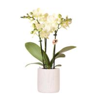 Kolibri Orchids | Gele orchidee Mexico + Floral sierpot lichtblauw - potmaat Ø9cm | bloeiende kamerplant - vers van de kweker Kolibri Orchids | Gele orchidee Mexico + Floral sierpot lichtblauw - potmaat Ø9cm | bloeiende kamerplant - vers van de kweker