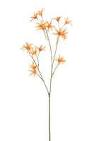 Tweedia spray orange 69 cm Emerald - Emerald Tweedia spray orange 69 cm Emerald - Emerald