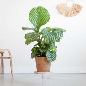 Calathea Orbifolia - Schaduwplant - P19