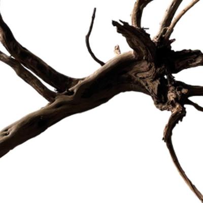 Black spiderwood x-large - Aquadistri