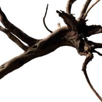 Black spiderwood x-large - Aquadistri