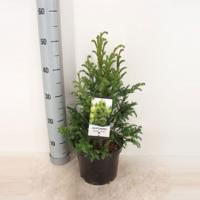 Cryptomeria jap jindai 55 cm - Warentuin natuurlijk