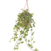 Hedera Goldchild (Klimop) - P 19 cm