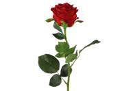 Rosa rood II Countryfield - Countryfield