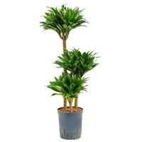 Dracaena compacta L hydrocultuur plant - thumbnail