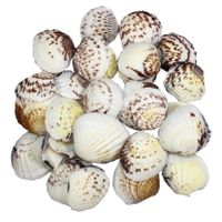 Decoratie/hobby ronde zeeschelpen 100 gram Decoratie/hobby ronde zeeschelpen 100 gram